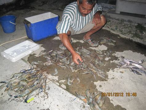 Bermalam seharian dkat sana, tapi mungkin salah timing udang kurang sebab hujan sepanjang hari. kembara keluarga: Udang Galah Cabang Y, Rompin