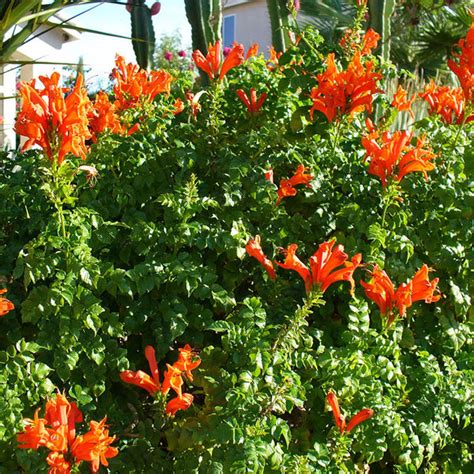 Tecoma Capensis Or Orange Trumpet Flowering Shrubs Exotic Flora