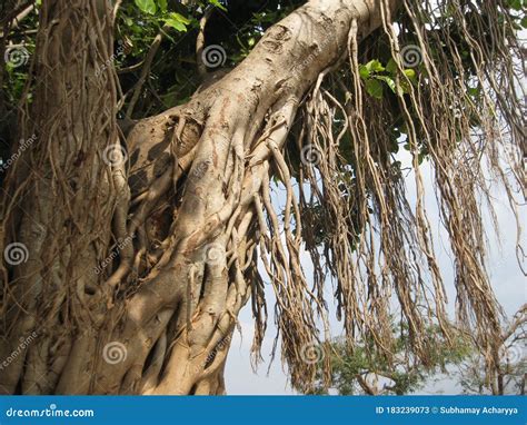 Cropped And Closeup View Of Banyan Tree S Aerial Roots Under Daylight