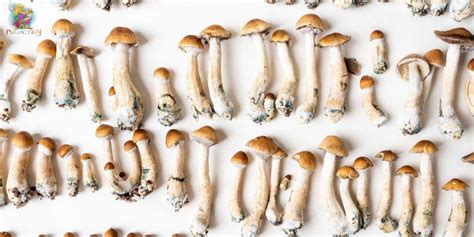 Interesting Facts On Psilocybin Magic Mushrooms Psilocybin