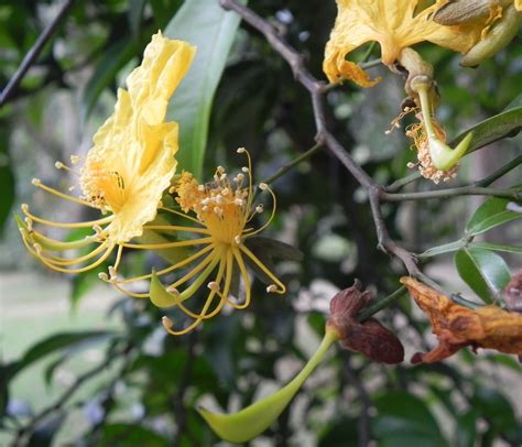 Swartzia Simplex Sw Spreng Plants Of The World Online Kew Science