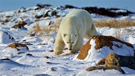 10 Cool Facts About Polar Bears Churchill Wild