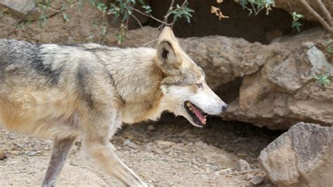 Governments In Coutnmaz Deliberately Derailed Mexican Wolf Recovery