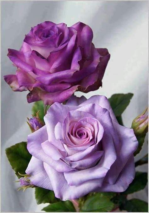 Rosas Lilay Morada Purple Roses Beautiful Roses Beautiful Flowers