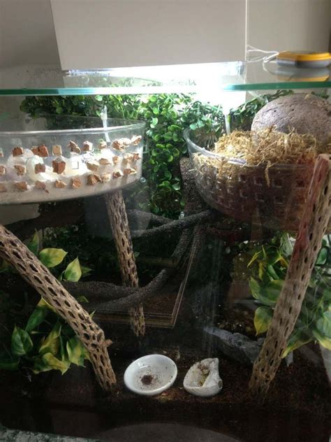 Maybe you would like to learn more about one of these? Crazyhermitcrab's Guide to Hermit Crabs | Crazyhermitcrab ...