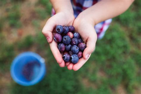 Blueberry Picking With Kids Run Wild My Child