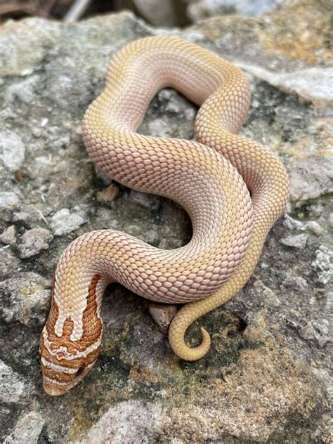Toffee Western Hognose Snake For Sale Snakes At Sunset
