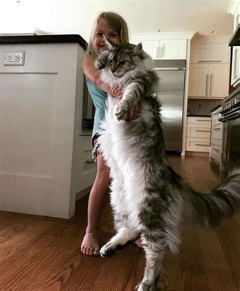 The Largest Domestic Cat Breed The Maine Coon Catsinfo