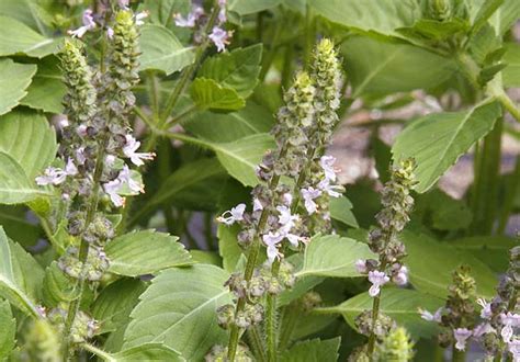 Basil Holy Ocimum Sanctum Ocimum Tenuiflorum Organically Grown