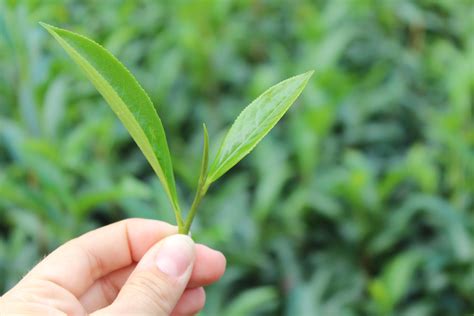 Introduction To The Tea Plant Camellia Sinensis — Leaf Logic Wellness Tea