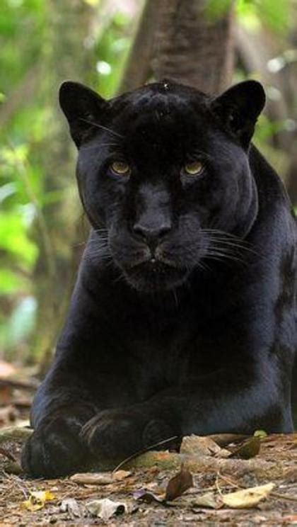 Black Jaguar Cub Born Gives Hope To Endangered Species