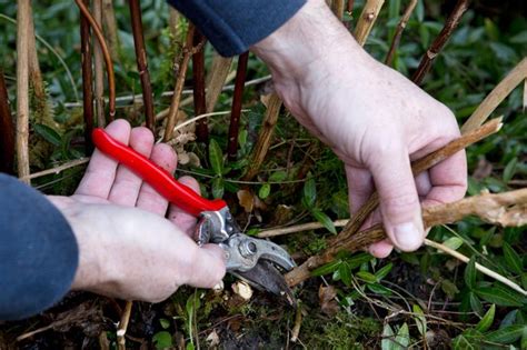 How To Grow Hydrangeas In Pictures Bbc Gardeners World Magazine