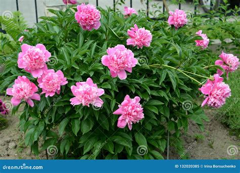 Bush Of Pink Peonies Paeonia L Stock Image Image Of Grassy Color