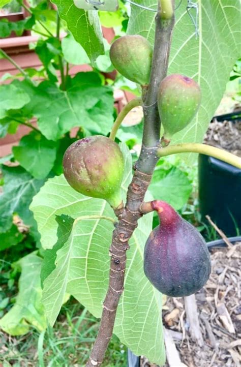 Ficus carica | common fig, patio fruit tree. FigBid - Online Auctions of Fig Trees, Fig Cuttings ...