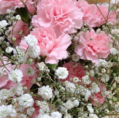 They'll always look fresh and at the ready for a table, mantel, kitchen counter, or really anywhere. Light Pink Carnation | Carnation Flower | Wedding Flowers ...