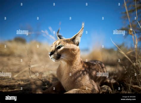 Retrato De Un Felis Caracal Caracal Que Establecen Naan Ku Se