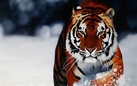 Free Download Wallpaper Zh Cool Animal Wallpaper 1600x1000 For Your