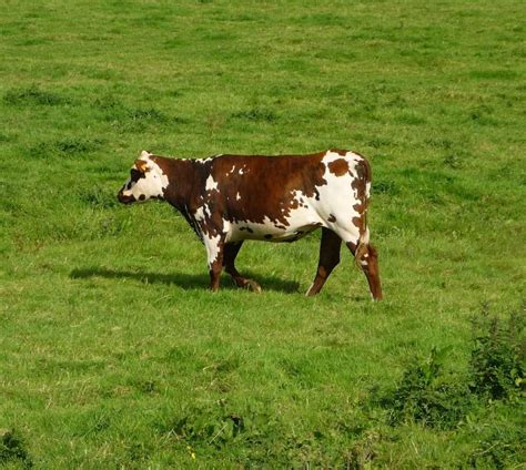 Normande cows in Normandy France. - Dairy Carrie