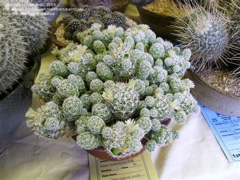 See more ideas about cactus and succulents, succulents, cactus. PlantFiles Pictures: Mammillaria Species, Thimble Cactus ...