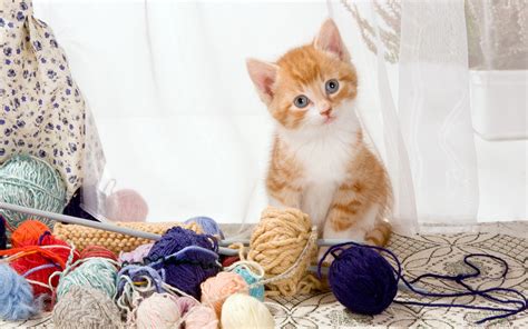 Cute cartoon white kitten on a white background. kittens, Cat, Yarn, Animals Wallpapers HD / Desktop and ...
