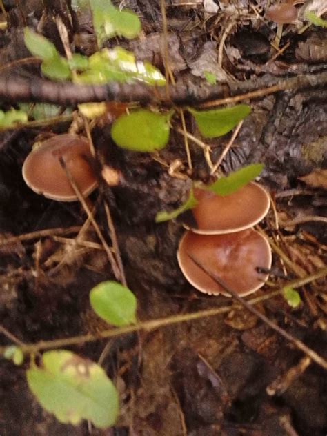Kentucky Mushrooms Identification Mushroom Hunting And