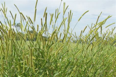Yellow Bristle Grass Manaaki Whenua