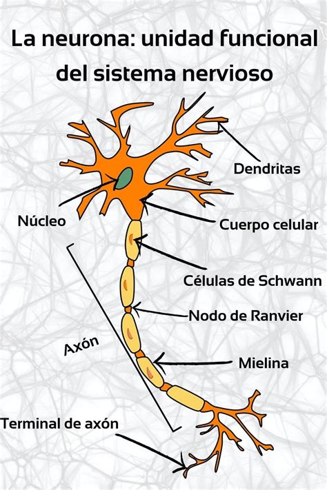 Partes De Una Neurona Unidad Funcional Basica Del Sistema Nervioso Images