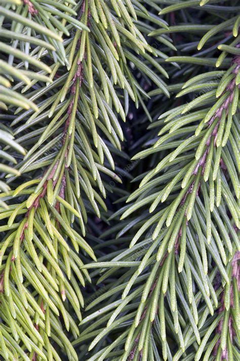 A choice evergreen with a naturally low growing form composed of weeping branches that trail outward, densely blanketed with rich green needles. Weeping Norway Spruce - Stock Image - F031/3095 - Science ...