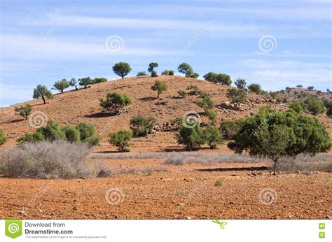 Plantation Of Argan Trees Morocco Stock Photo Image Of Atlas