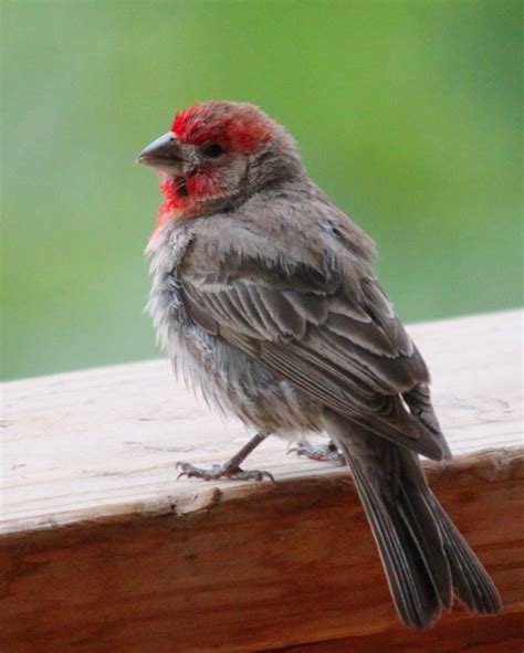 Redheaded Finch Brown Bird Red Headed Sparrow