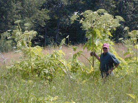 Cryptoforestry The Return Of The Giant Hogweed