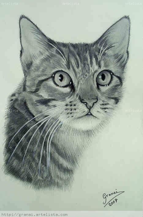 Gatos Dibujados A Lapiz Imagui Animales Dibujados A Lapiz Dibujos