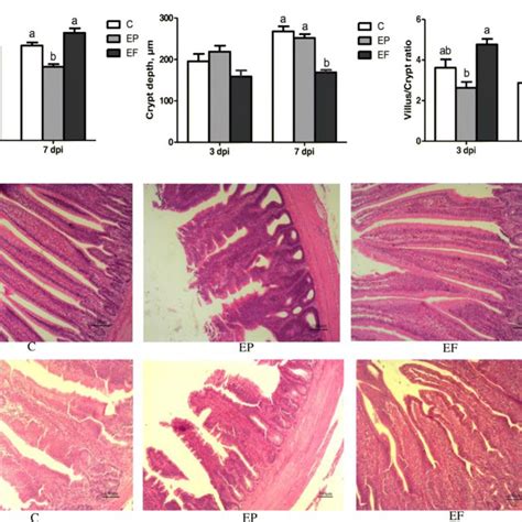 The Expression Of Intestinal Tight Junction Proteins And Mucin Gene In