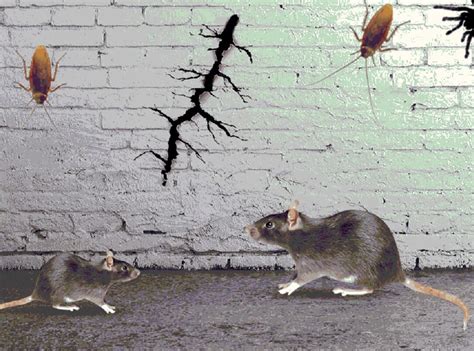 There are myriads of pest control methods that can totally eliminate pest infestations. Rodent Control Services in Detroit | Rat exterminators in ...