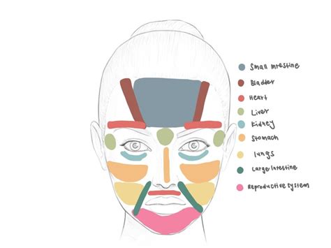 What Your Acne Is Telling You Based On Face Mapping Pulse Tcm