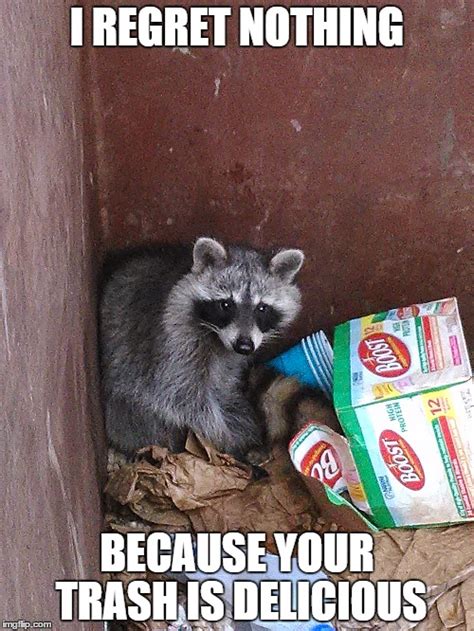 Raccoon Meme Template