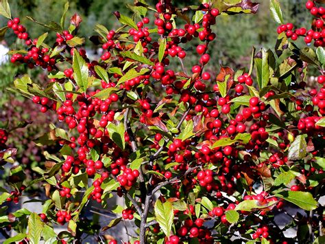 Winterberry Knechts Nurseries And Landscaping