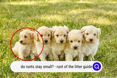 Do Runts Stay Small Runt Of The Litter Guide Oodle Life