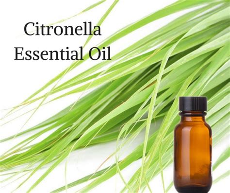 Citronella Essential Oil 100 Pure Natural Chemical Free Etsy