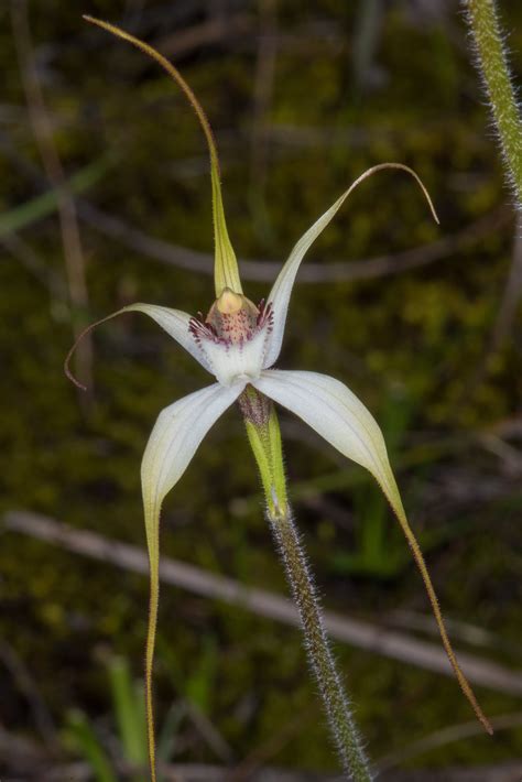 Western Australian Native Orchids — Jak And Corinne