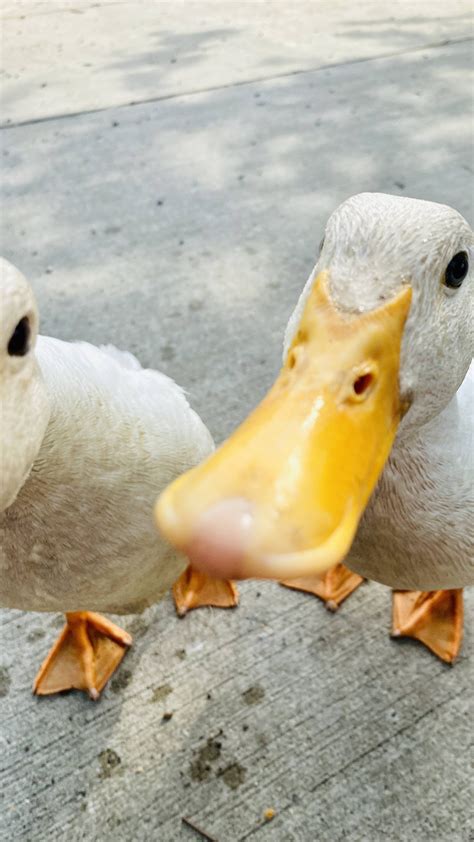 The Way This Ducks Beak Looks Like A Dog Licking Its Nose R