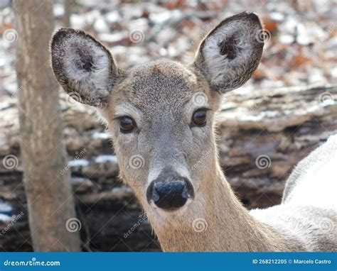 White Tailed American Deer Stock Image Image Of Deer 268212205