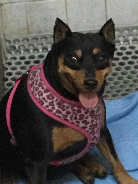 My kitten was back to her usual self in three days but it took 10 days for the incision to heal enough for the stitches to come out. Spay Neuter After Care | Your pet, Pets, Cuddling