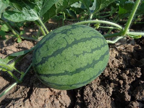 Sugar Baby Watermelon What Are Baby Watermelons How To Grow Them