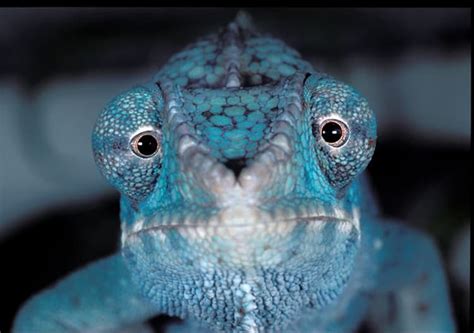 Animals With Beautiful Eyes Stunning Close Ups