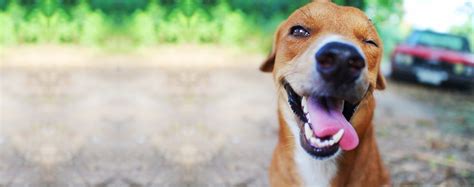 How To Groom A Cheerful Dog Wag
