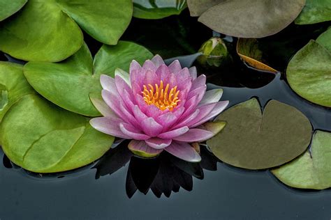 Water Lily Also Called Lotus Flower Photograph By Michael Sedam Pixels