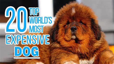 Top 20 Most Expensive Dog Breeds In The World Pets Life Vn In 2020