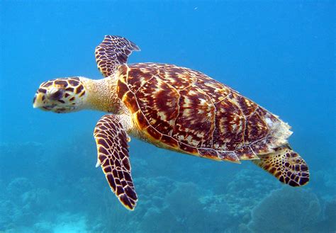 The Hawksbill Sea Turtle