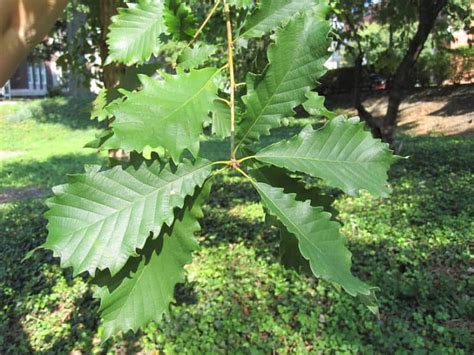 15 Types Of Oak Trees In North Carolina Progardentips